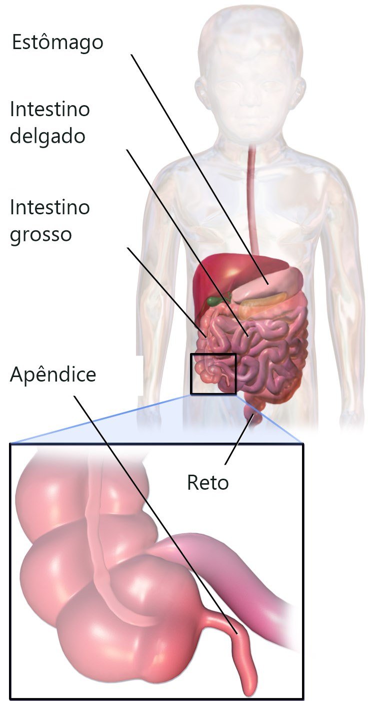 Ilustração do abdome mostrando estômago, intestino delgado e grosso, com destaque ampliado do apêndice na porção inicial do intestino grosso.