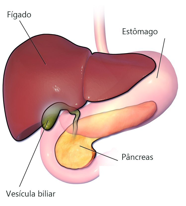 Ilustração da vesícula biliar sob o fígado, ligada ao intestino pelo canal da bile, ao lado do estômago e do pâncreas.